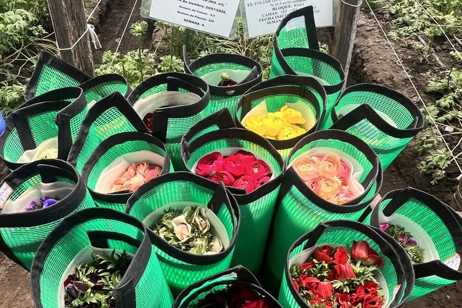Rose beds and labeled crop trials at an eco-certified rose farm in Ecuador
