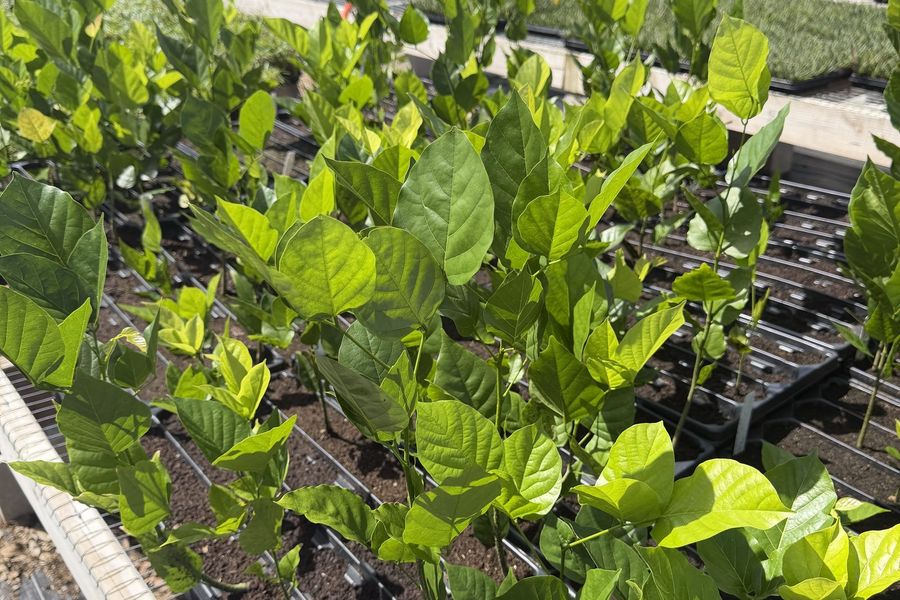Pongamia seedlings growing in trays
