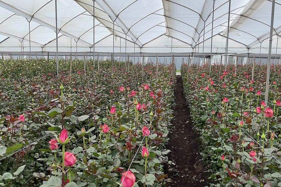 Rows of roses growing under a greenhouse canopy